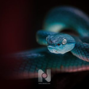 2025 The Year Of The Snake