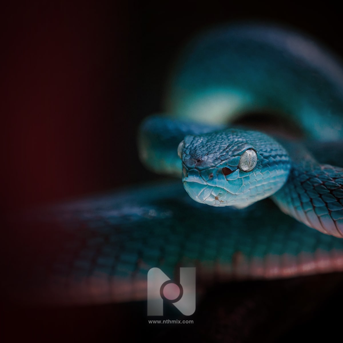 2025 The Year Of The Snake - Artwork