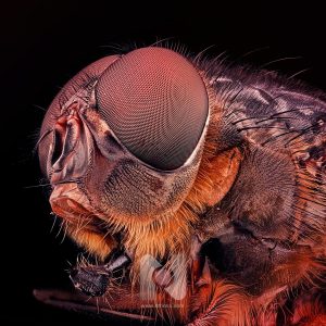SuperFly Diptera