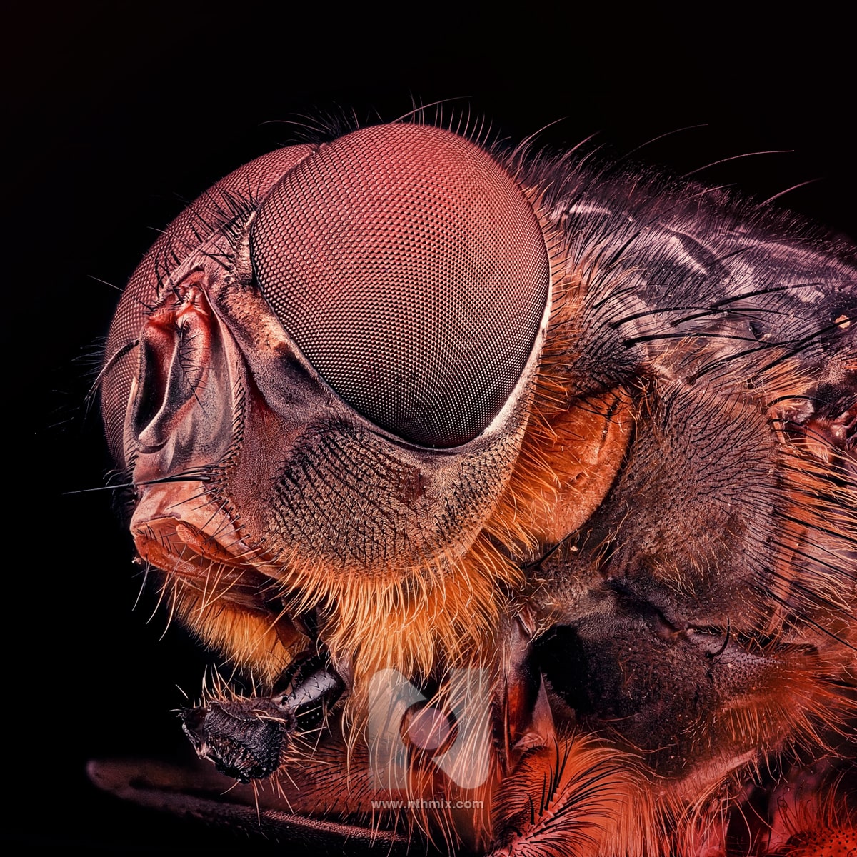 Gino Bumbalo - SuperFly Diptera - Artwork